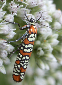 Ailanthus Webworm Ailanthus Webworm